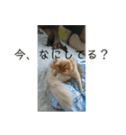 須磨のにゃんこ、大きめ文字（個別スタンプ：10）