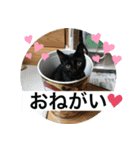 須磨のにゃんこ、大きめ文字（個別スタンプ：11）