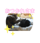 須磨のにゃんこ、大きめ文字（個別スタンプ：12）