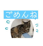 須磨のにゃんこ、大きめ文字（個別スタンプ：15）
