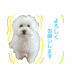 うちのまるちゃんスタンプ♬（個別スタンプ：2）