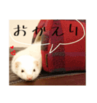 フェレットの日常スタンプ（個別スタンプ：4）