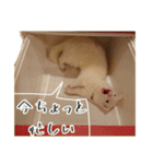 フェレットの日常スタンプ（個別スタンプ：12）