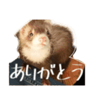 フェレットの日常スタンプ（個別スタンプ：14）