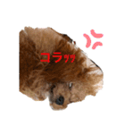 トイプーのプ氏（個別スタンプ：4）