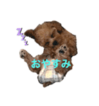 トイプーのプ氏（個別スタンプ：10）