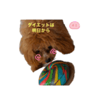 トイプーのプ氏（個別スタンプ：12）