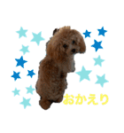 トイプーのプ氏（個別スタンプ：15）