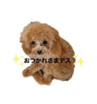 トイプーのプ氏（個別スタンプ：16）