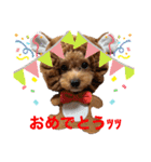 トイプーのプ氏（個別スタンプ：18）