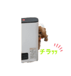 トイプーのプ氏（個別スタンプ：19）