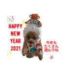 トイプーのプ氏（個別スタンプ：24）