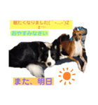 ボーダーコリー バンビveryナイス（個別スタンプ：8）