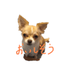 はるちゃん その9（個別スタンプ：5）