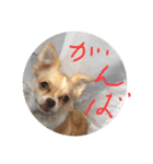 はるちゃん その9（個別スタンプ：11）