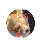 はるちゃん その9（個別スタンプ：13）