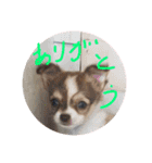 はるちゃん その9（個別スタンプ：15）