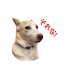ぺっぺと青子 2（個別スタンプ：8）