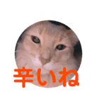 レオたんスタンプ2だよ（個別スタンプ：3）