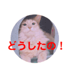 レオたんスタンプ2だよ（個別スタンプ：5）