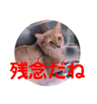 レオたんスタンプ2だよ（個別スタンプ：6）