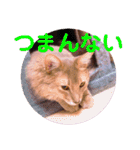 レオたんスタンプ2だよ（個別スタンプ：9）