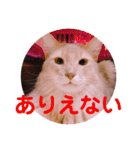レオたんスタンプ2だよ（個別スタンプ：10）