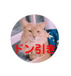 レオたんスタンプ2だよ（個別スタンプ：13）