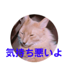 レオたんスタンプ2だよ（個別スタンプ：14）