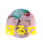 レオたんスタンプ2だよ（個別スタンプ：15）