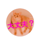 レオたんスタンプ2だよ（個別スタンプ：17）