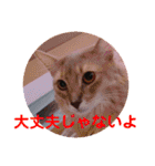 レオたんスタンプ2だよ（個別スタンプ：19）