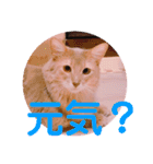 レオたんスタンプ2だよ（個別スタンプ：20）