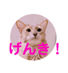 レオたんスタンプ2だよ（個別スタンプ：22）