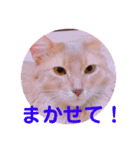 レオたんスタンプ2だよ（個別スタンプ：23）