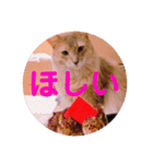 レオたんスタンプ2だよ（個別スタンプ：25）