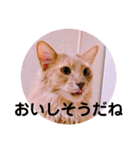 レオたんスタンプ2だよ（個別スタンプ：27）