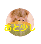 レオたんスタンプ2だよ（個別スタンプ：28）