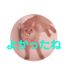 レオたんスタンプ2だよ（個別スタンプ：30）