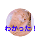 レオたんスタンプ2だよ（個別スタンプ：34）