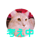 レオたんスタンプ2だよ（個別スタンプ：37）