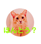レオたんスタンプ2だよ（個別スタンプ：38）