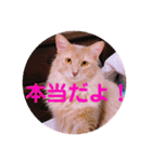 レオたんスタンプ2だよ（個別スタンプ：39）