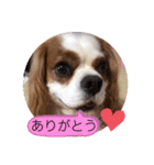 キャバリア♡オリバー⑧（個別スタンプ：1）
