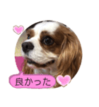キャバリア♡オリバー⑧（個別スタンプ：3）