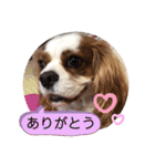 キャバリア♡オリバー⑧（個別スタンプ：6）