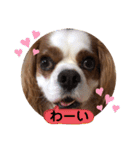 キャバリア♡オリバー⑧（個別スタンプ：9）