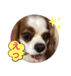 キャバリア♡オリバー⑧（個別スタンプ：10）