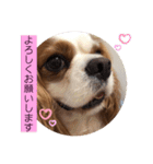 キャバリア♡オリバー⑧（個別スタンプ：12）
