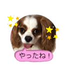 キャバリア♡オリバー⑧（個別スタンプ：13）